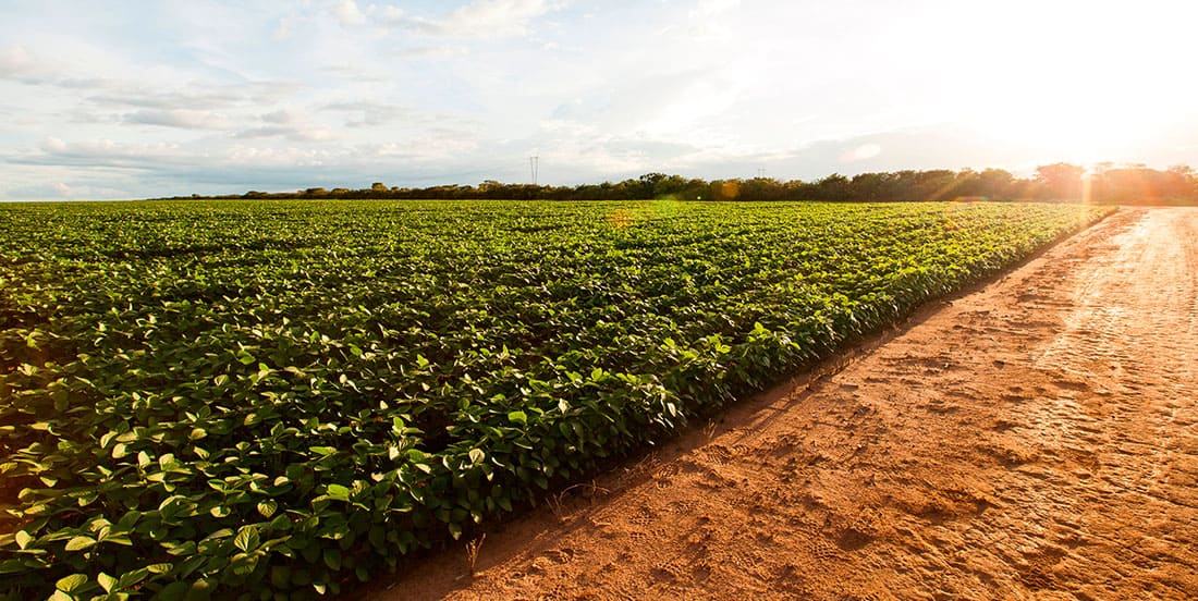 Foto de uma plantação próspera. Imagem ilustrativa da eficácia do adubo map.