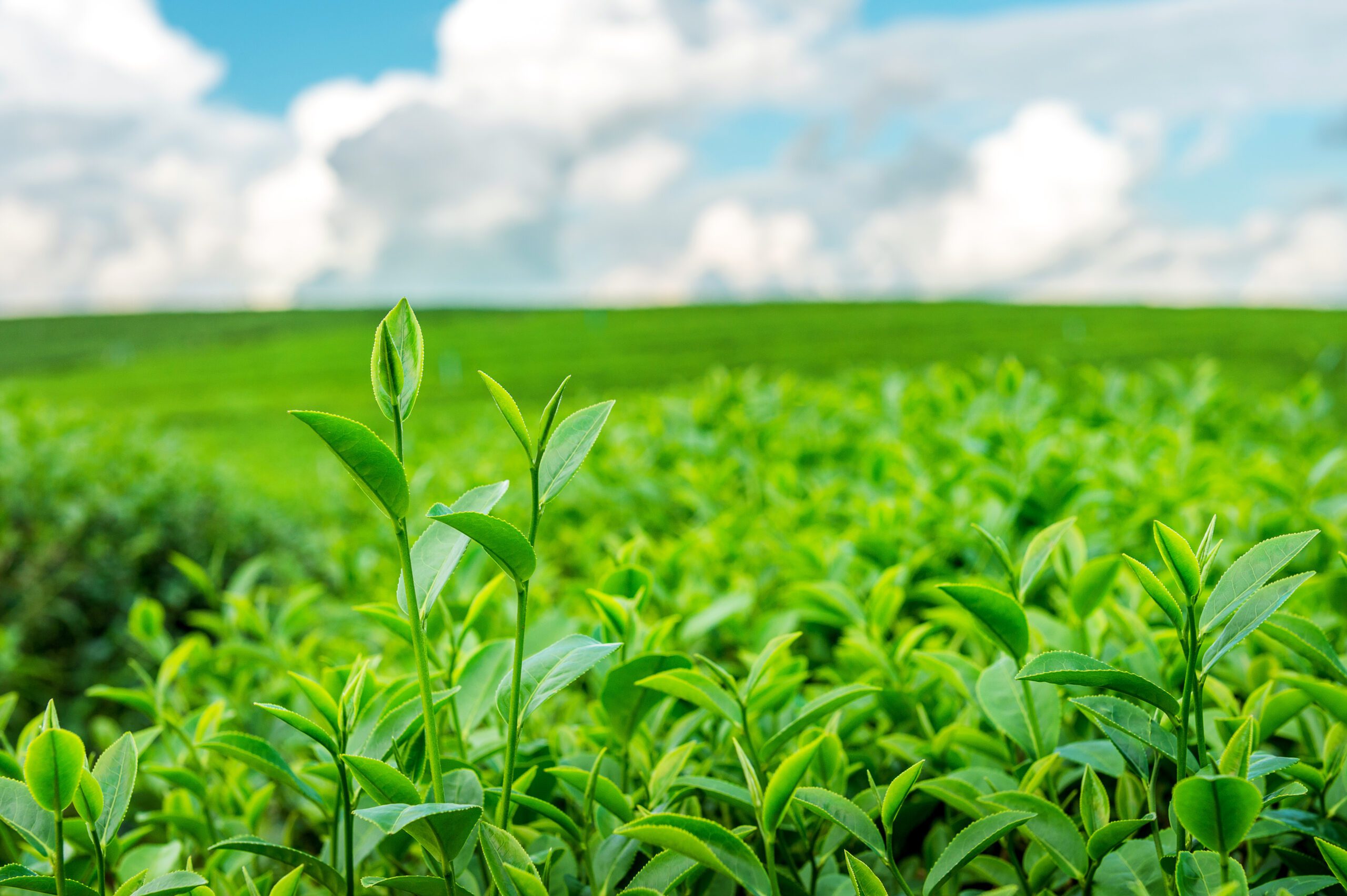 Imagem de um campo com bastante folhas e bem verde com nuvens ao fundo.