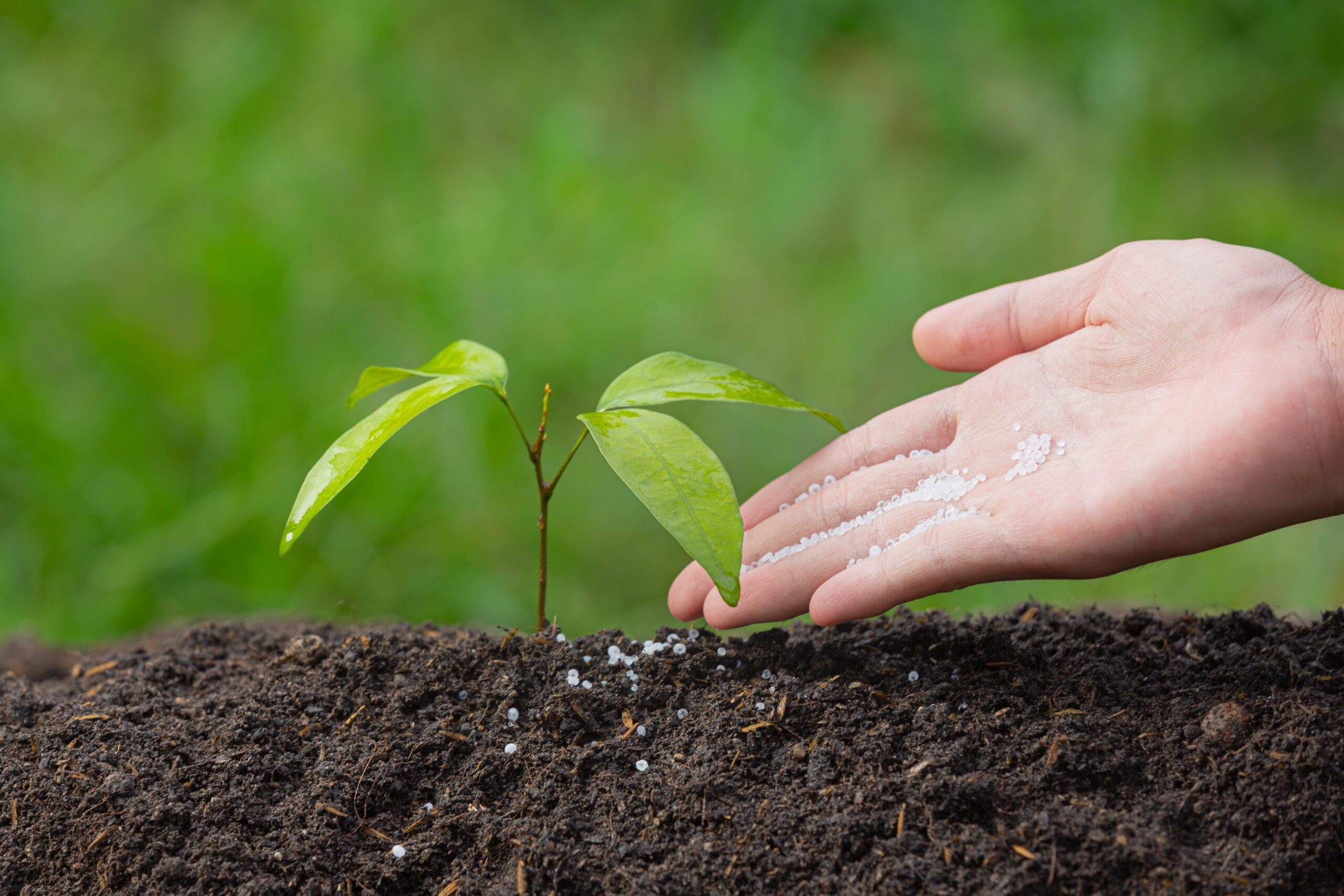 Imagem próxima de uma mão jogando um pouco de adubo superfosfato simples em uma planta.