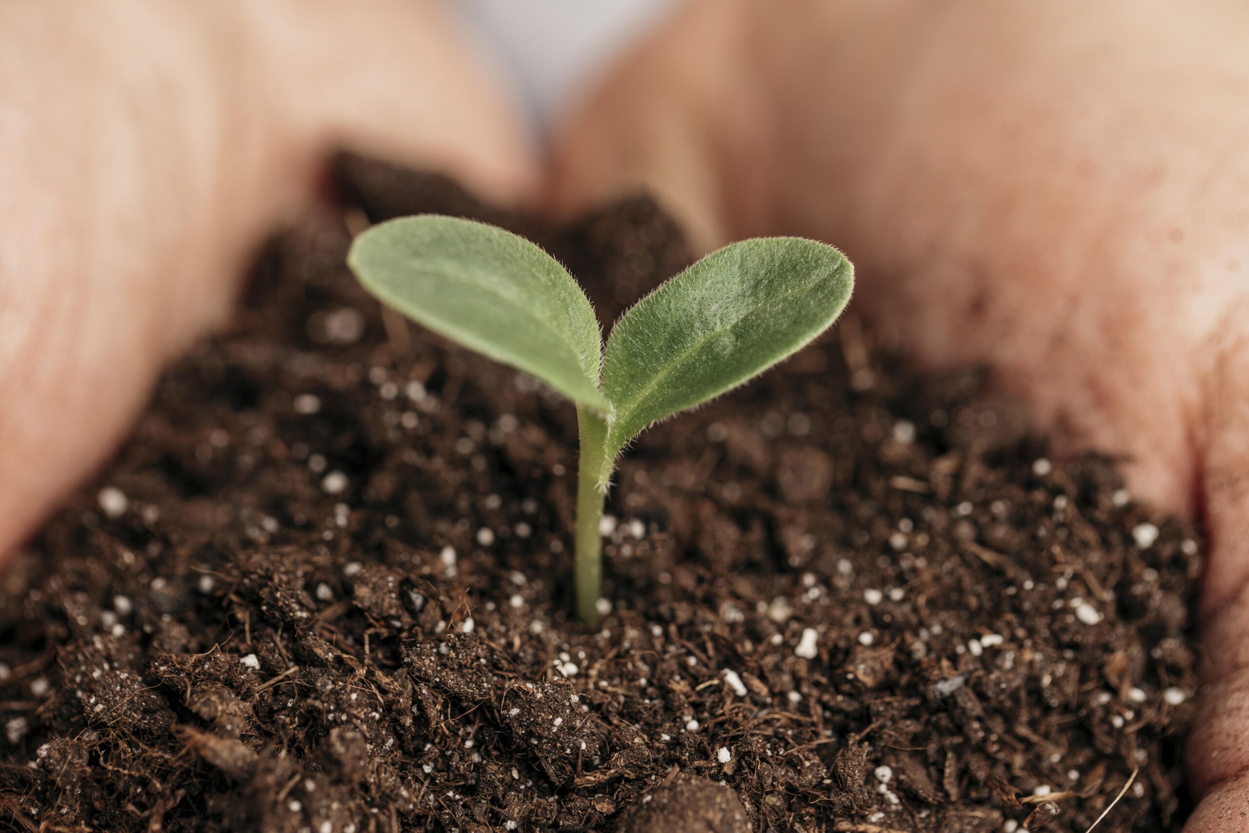 Adubação para Plantas: Como Garantir uma Nutrição Completa e Saudável